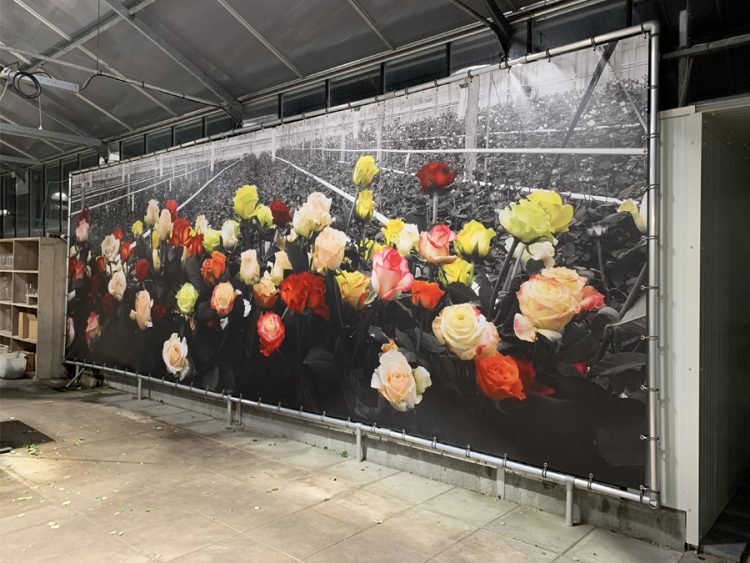Spandoek - Keijsers Rozen